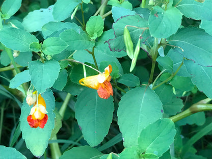 Jewel Weed Soap - For preventing & healing Poison Ivy Harvest Hills Skin Care All Natural Goat Milk Skin Care