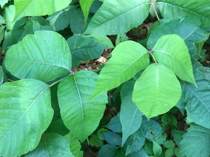 Jewel Weed Soap - For preventing & healing Poison Ivy Harvest Hills Skin Care All Natural Goat Milk Skin Care